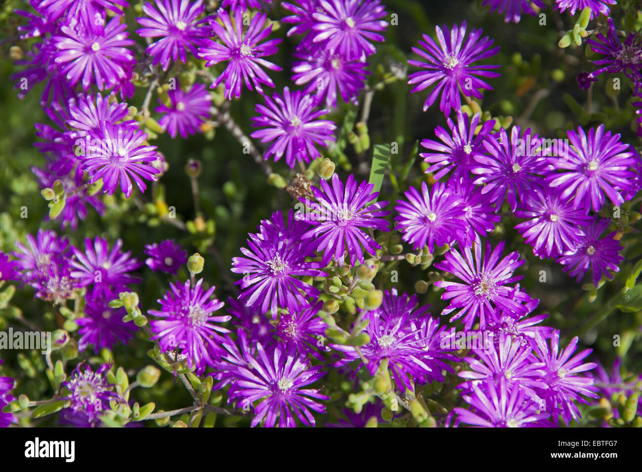 Common Dew Vygie, Hairy Dewflower, Roadside Dew Vygie (Drosanthemum hispidum), blooming, South Africa, Western Cape Stock Photo