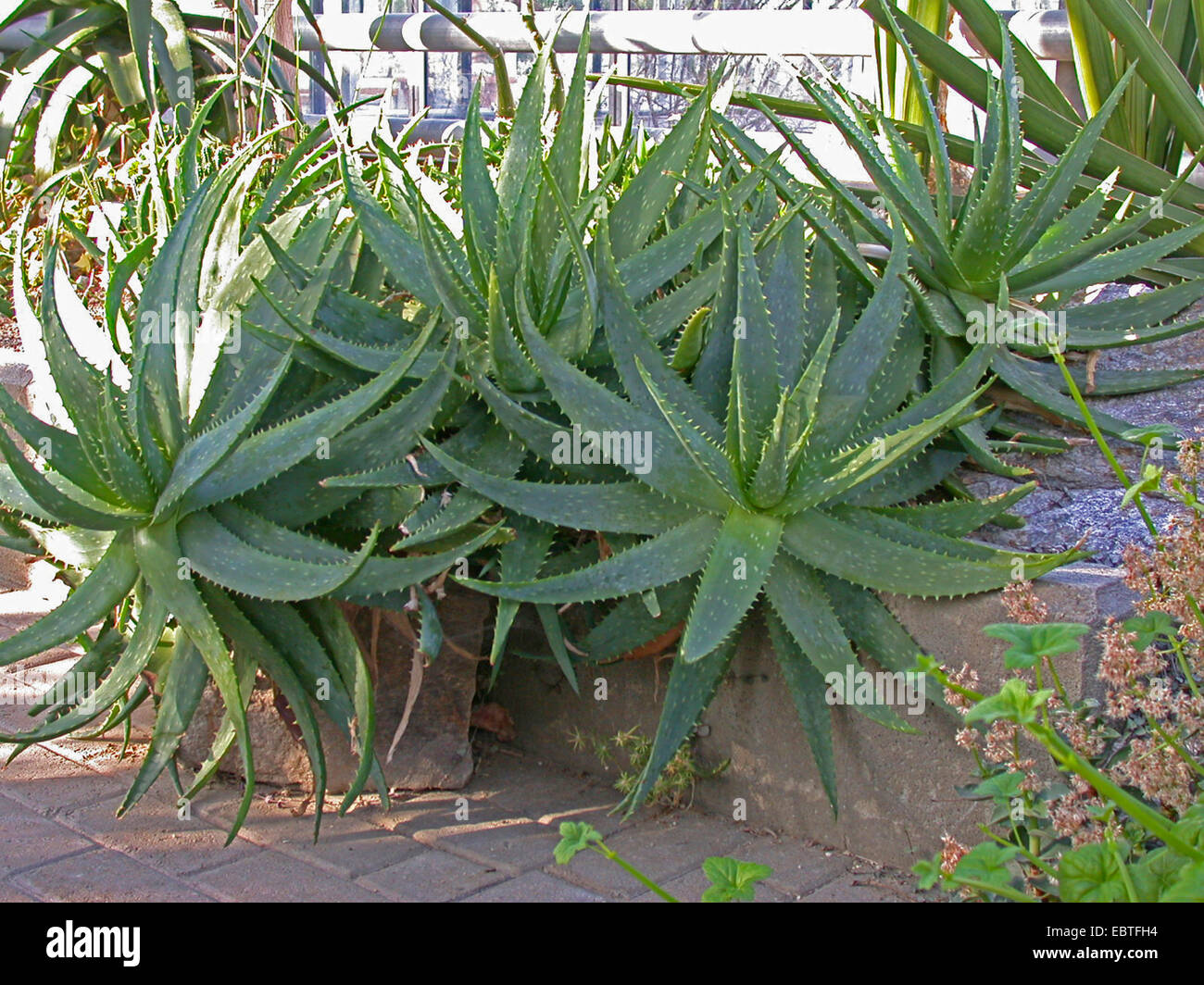 Aloe (Aloe zebrina) Stock Photo