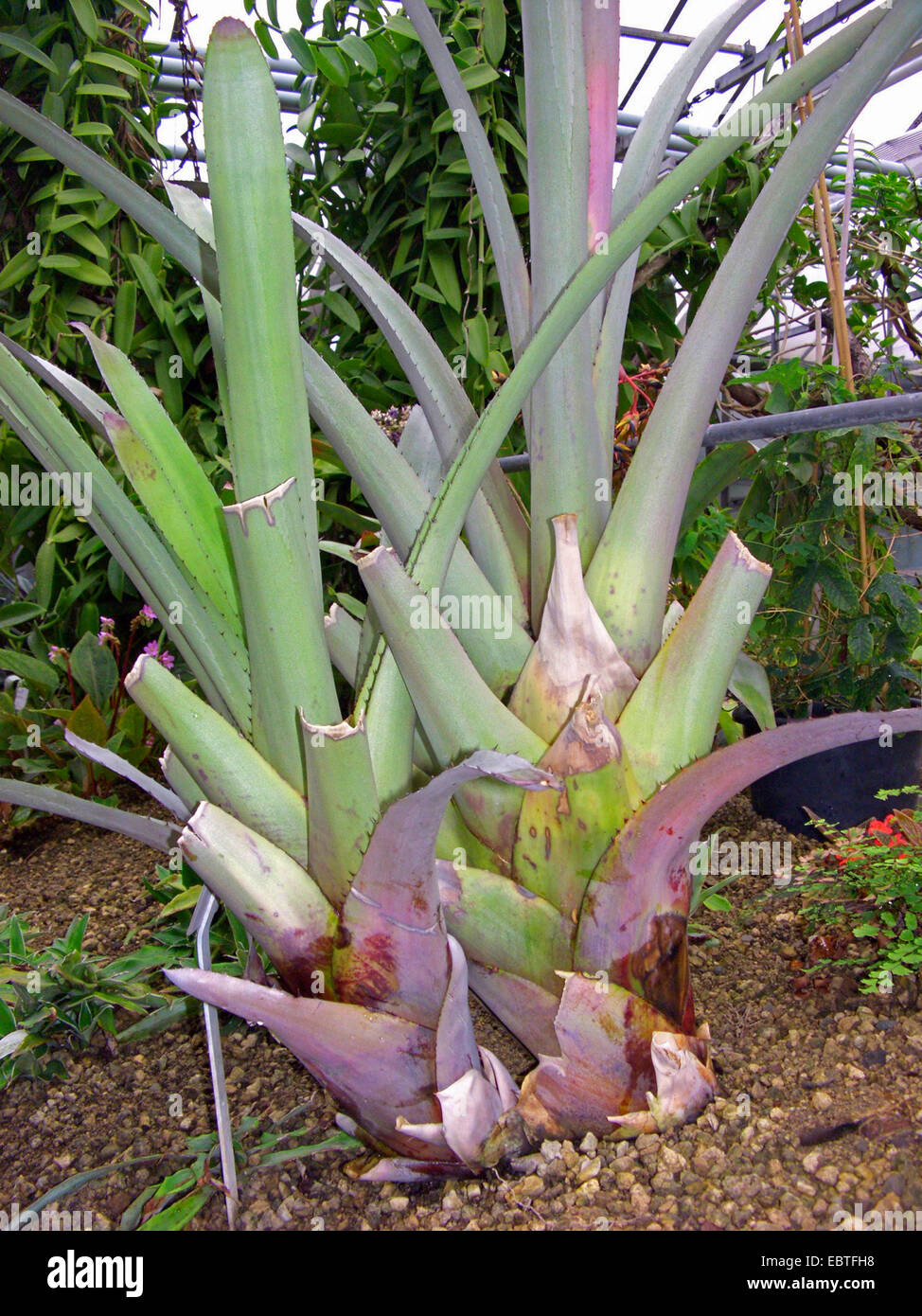 Aechmea (Aechmea rubens), leaf rosette Stock Photo