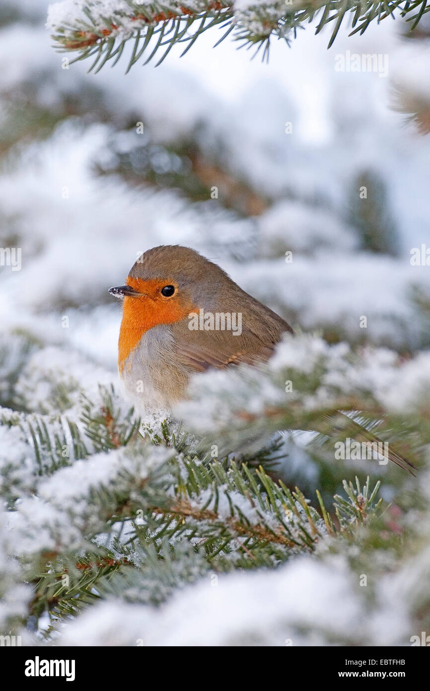 European robin (Erithacus rubecula), puffed out on snowy branch, Germany Stock Photo