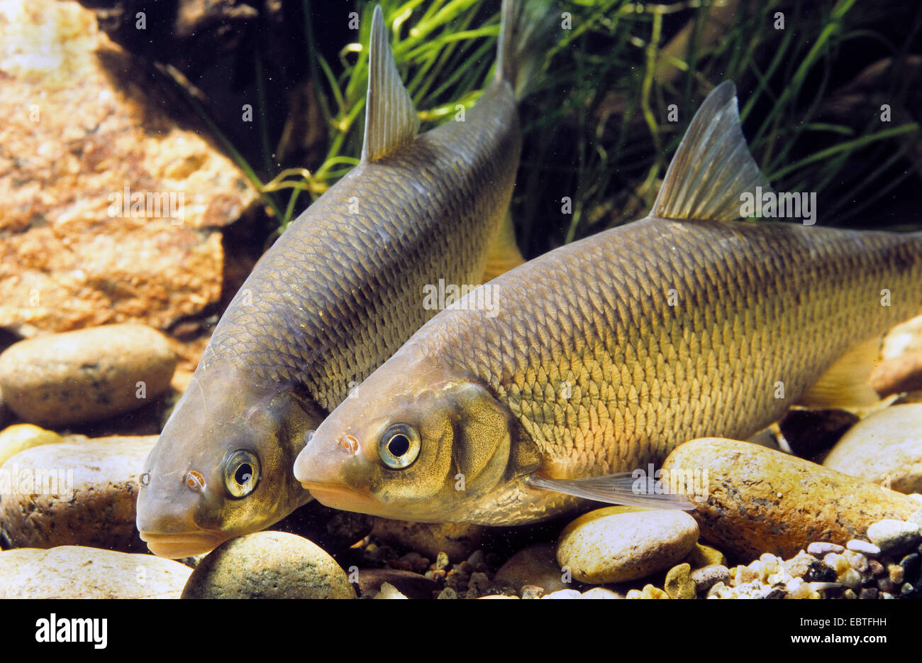 Dace (Leuciscus leuciscus), two daces on river bed, Germany Stock Photo