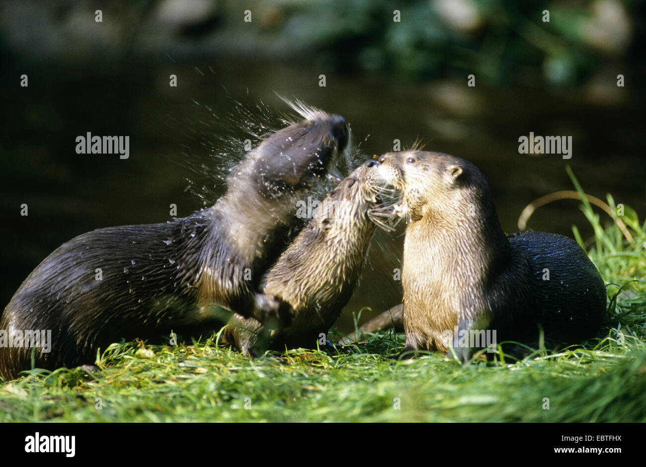 European river otter, European Otter, Eurasian Otter (Lutra lutra), young otters playing together, Germany Stock Photo