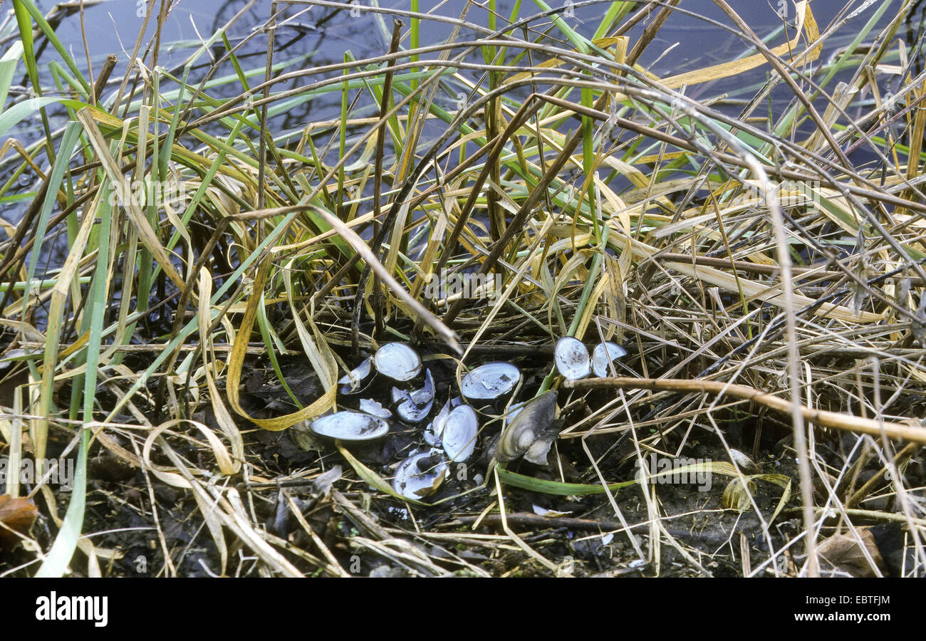 muskrat (Ondatra zibethica), shells in grass on the waterfront, Germany Stock Photo