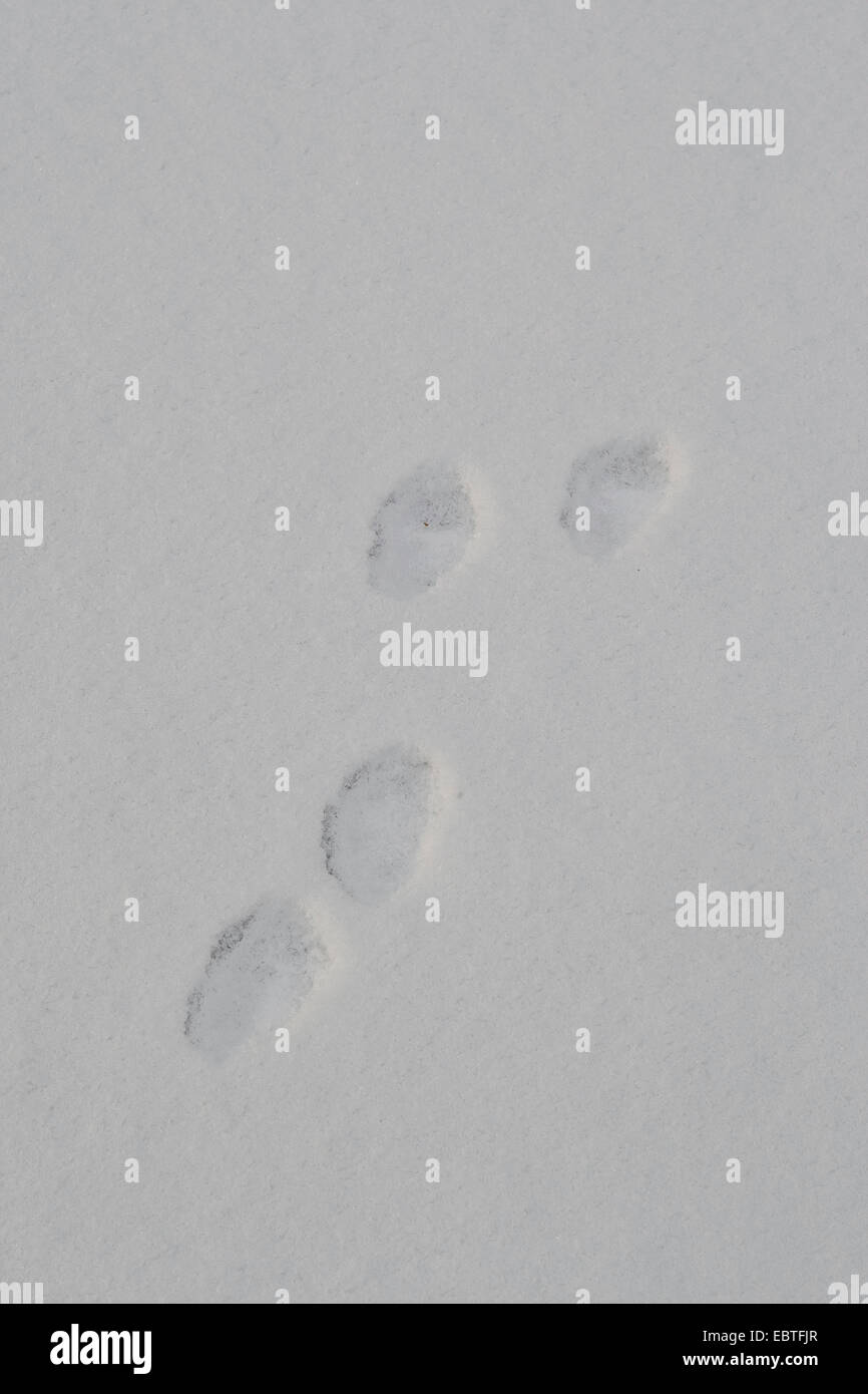 European pine marten (Martes martes), tracks in snow, Germany Stock Photo