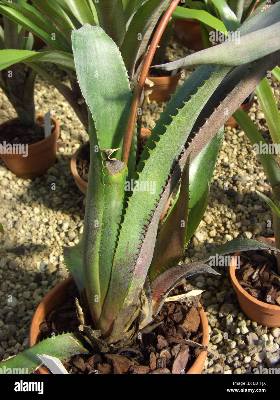 Aechmea (Aechmea dactylina), leaf rosette Stock Photo