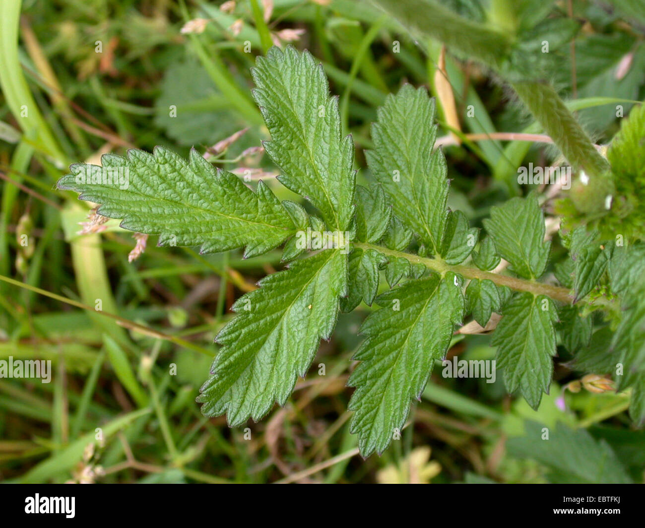 common agrimony, European groovebur (Agrimonia eupatoria), leaf, Germany Stock Photo