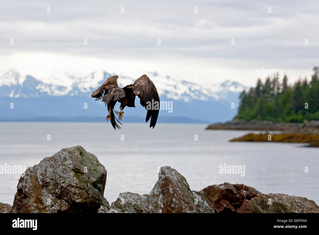 American bald eagle (Haliaeetus leucocephalus), juvenile flying at the coast, USA, Alaska, Admirality Island, Tongass National Forest Stock Photo