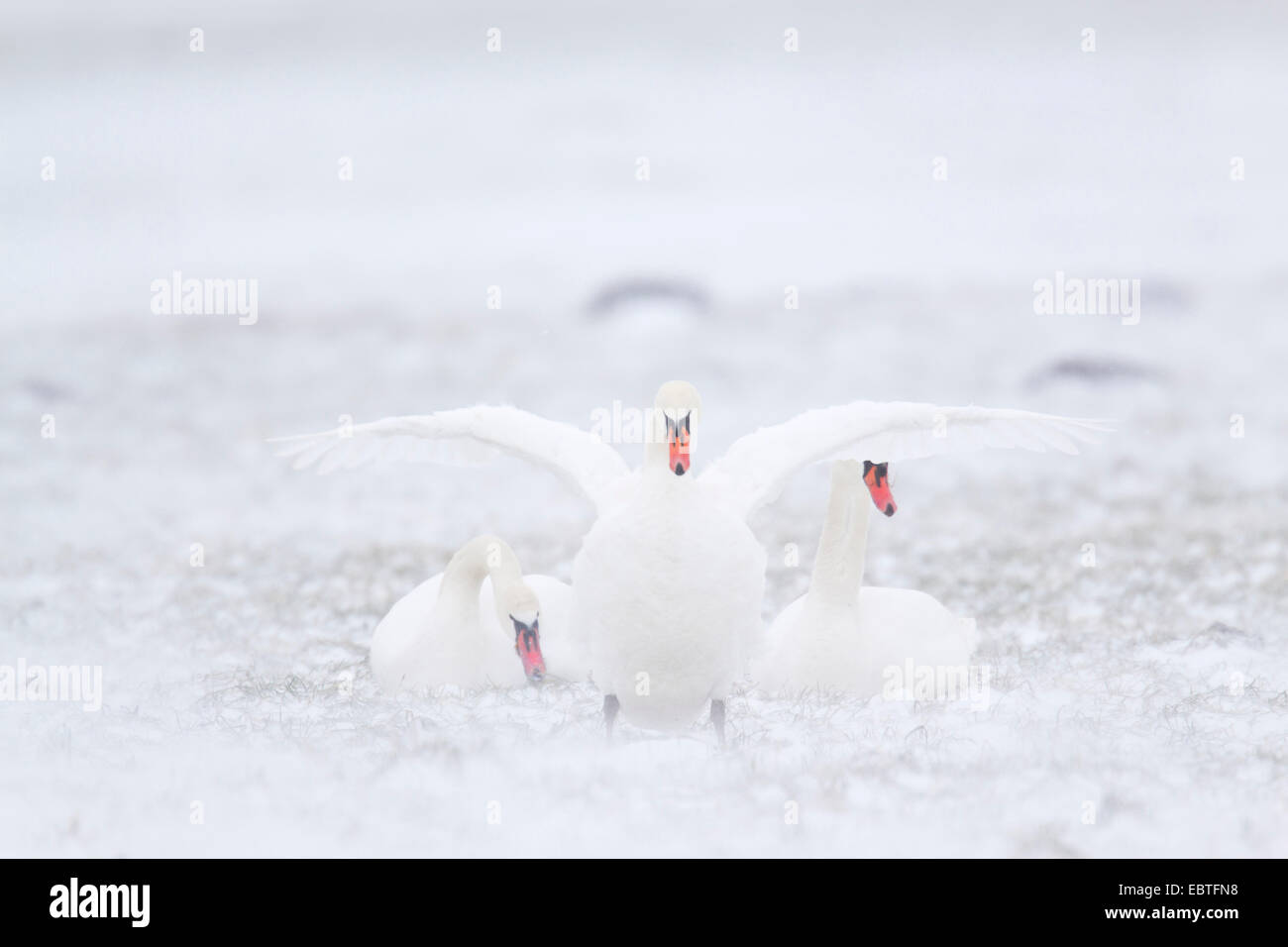 mute swan (Cygnus olor), three individuals in a frozen meadow, Germany, Schleswig-Holstein Stock Photo