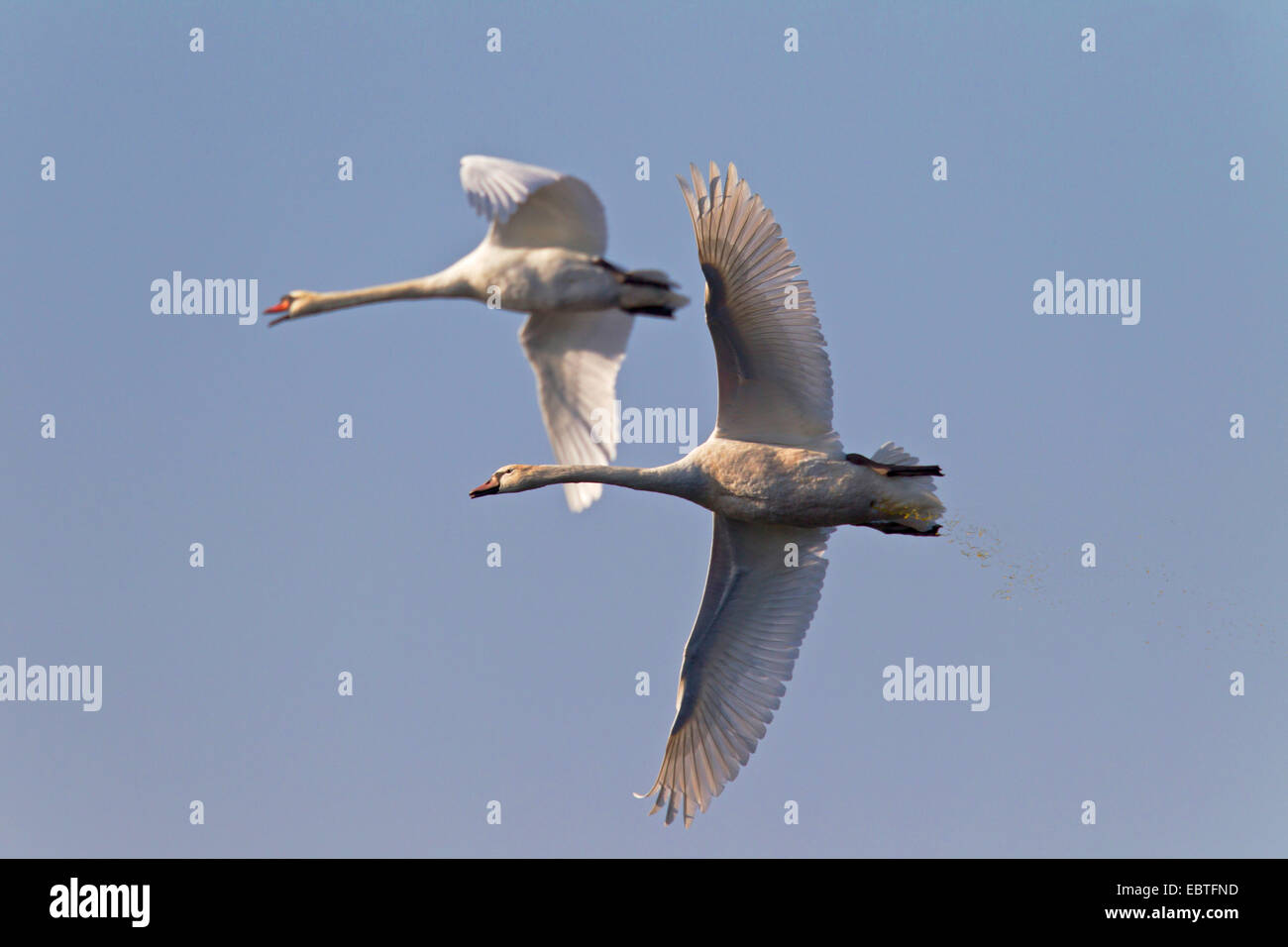 mute swan (Cygnus olor), adult and juvenile flying, Germany, Saxony Stock Photo