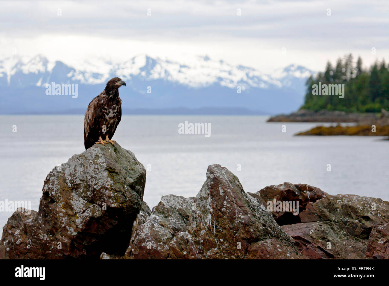 American bald eagle (Haliaeetus leucocephalus), juvenile sitting on a coastal rock, USA, Alaska, Admirality Island, Tongass National Forest Stock Photo