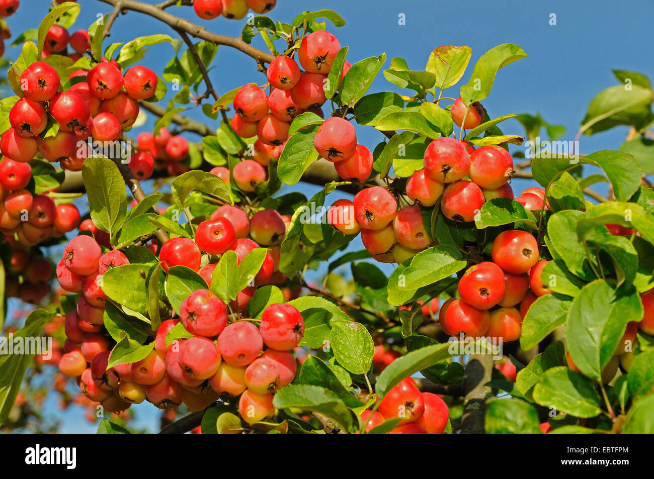 ornamental apple tree (Malus toringo var. sargentii, Malus sargentii