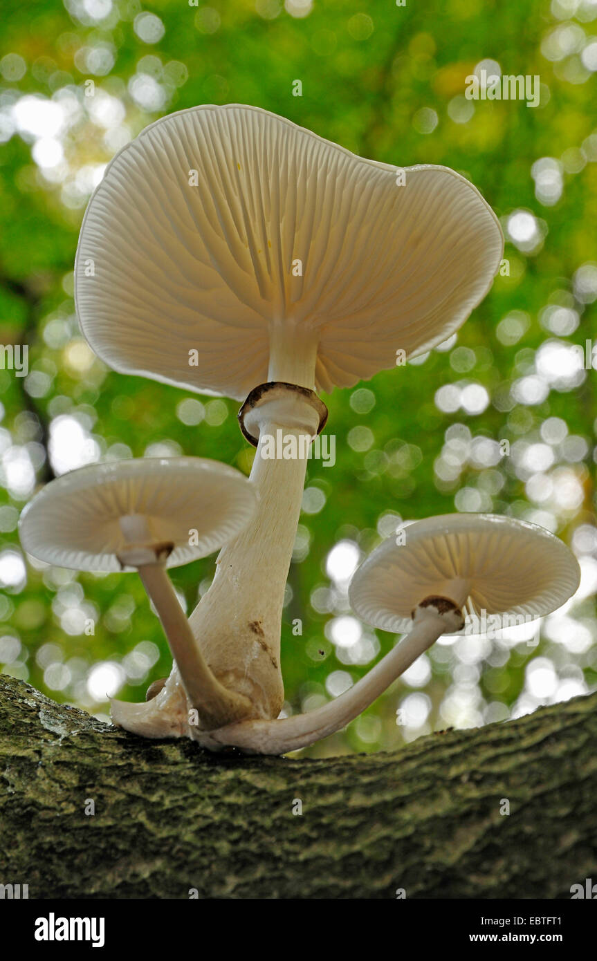 porcelain fungus (Oudemansiella mucida), fruiting bodies, Germany, Mecklenburg-Western Pomerania Stock Photo