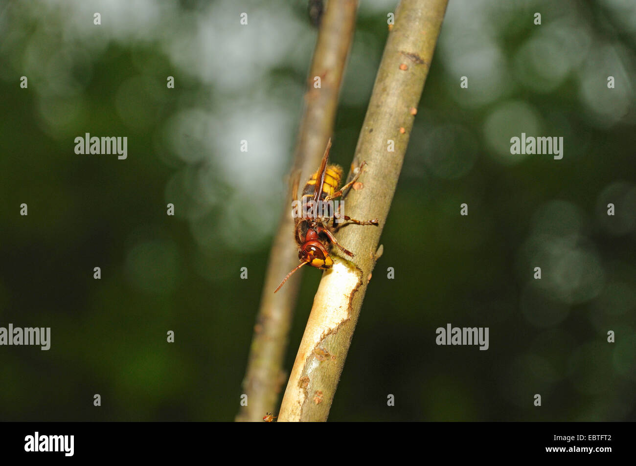 hornet, brown hornet, European hornet (Vespa crabro), sitting at a young branch drinking tree sap, Germany, North Rhine-Westphalia Stock Photo