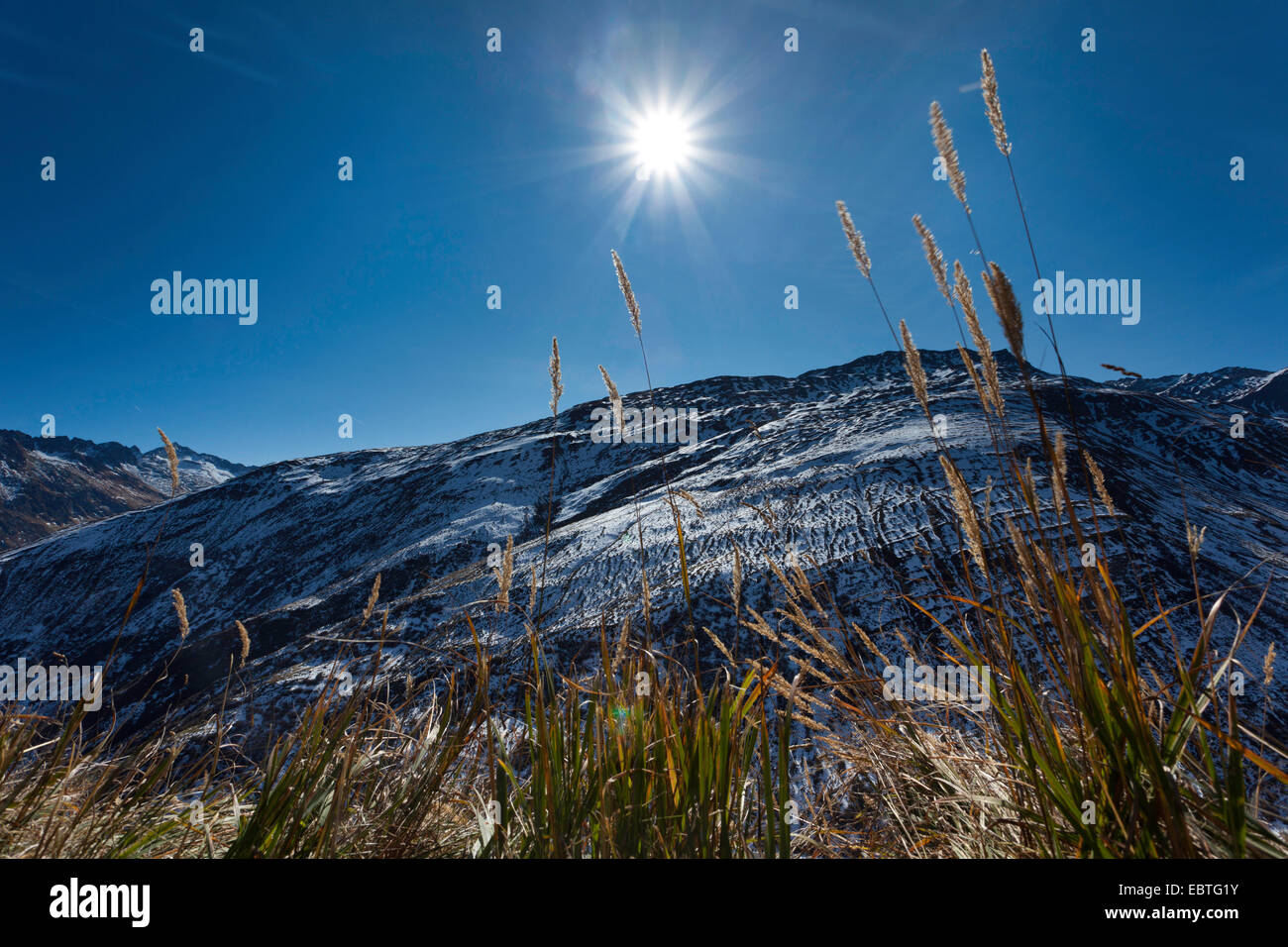 grass ears in the Alps in sunlight, Switzerland, Kanton Uri, Oberalppass, Andermatt Stock Photo