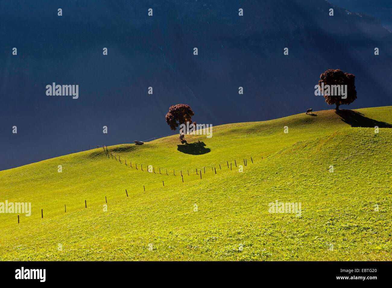 mountain meadow, Switzerland, Kanton Uri und Glarus, Klausenpass Stock Photo