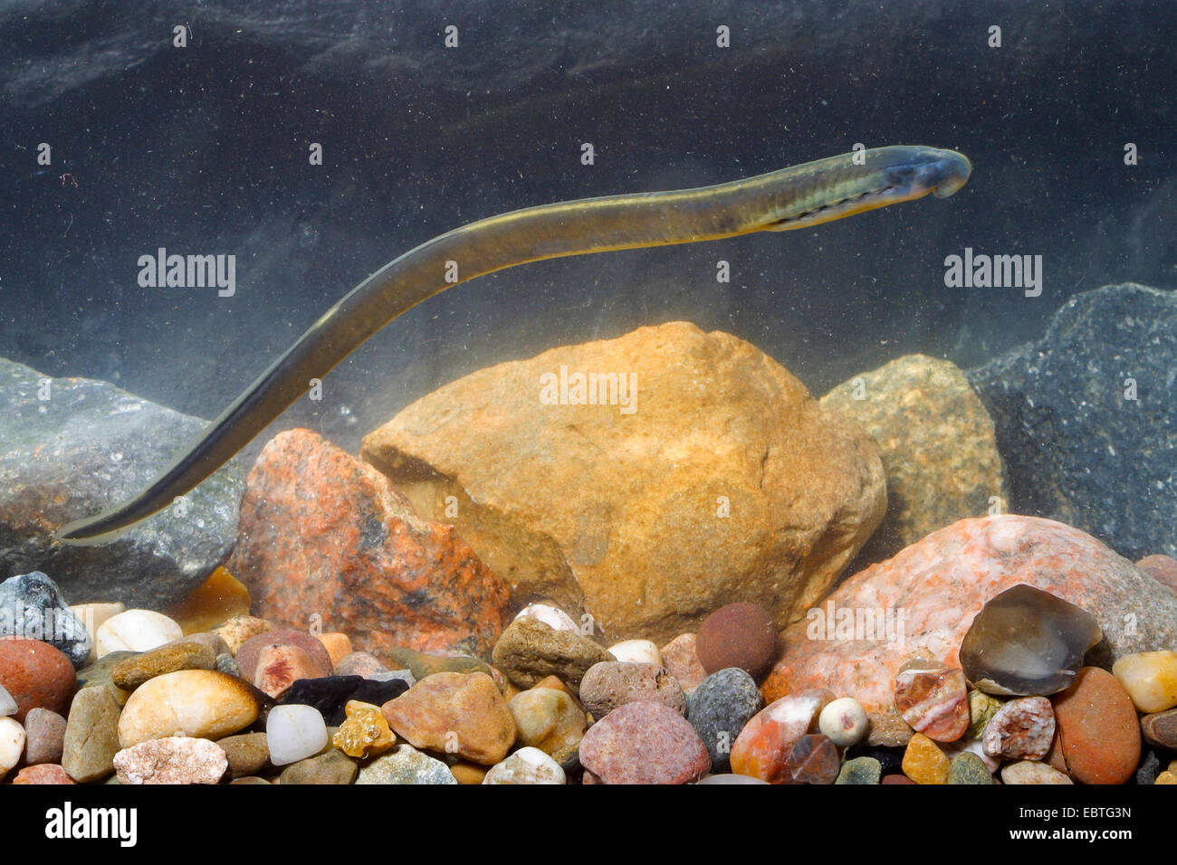 Brook lamprey, European brook lamprey (Lampetra planeri), larva, Germany Stock Photo