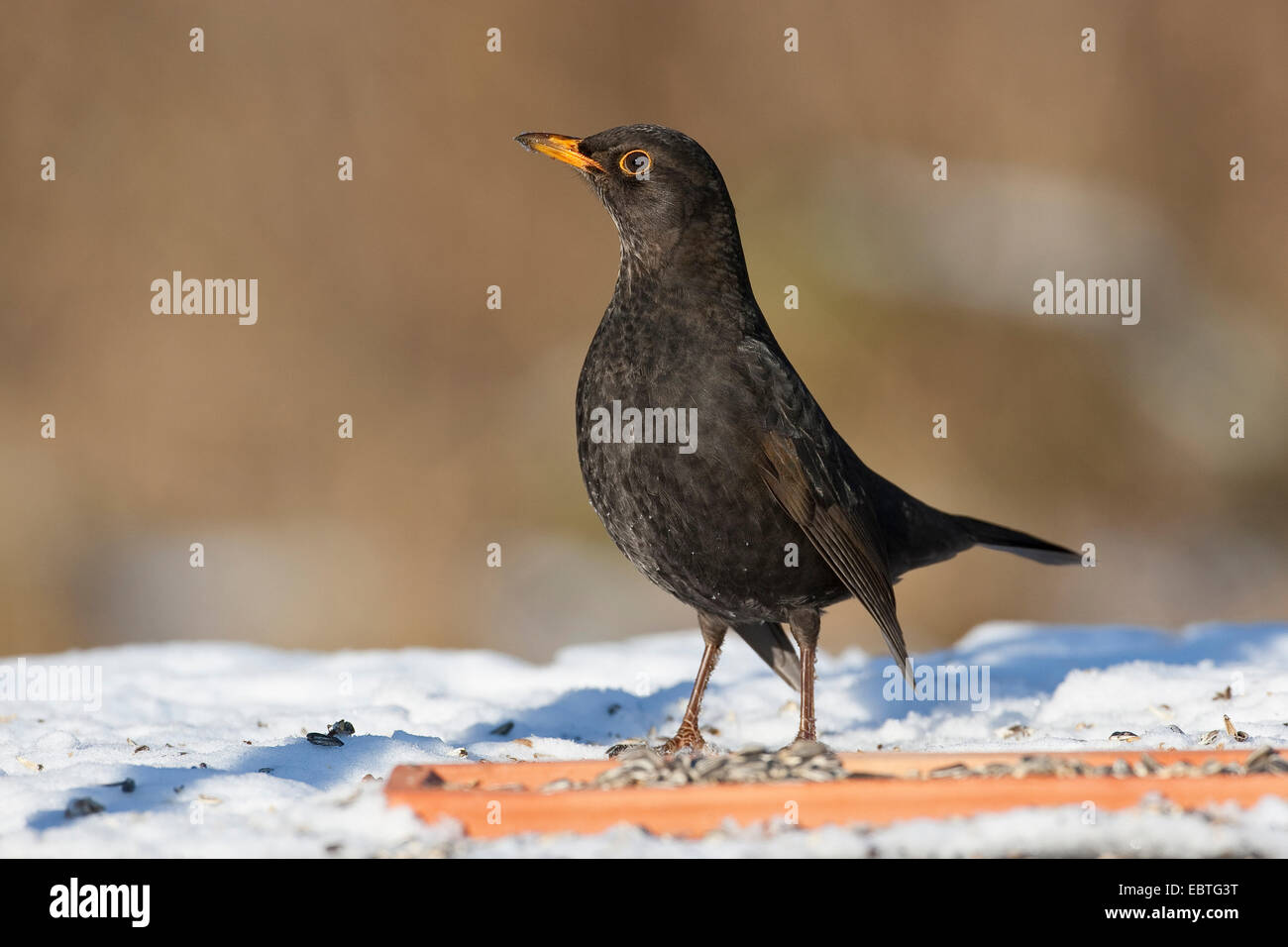 blackbird (Turdus merula), feeding on grains at a winter feeding place, Germany Stock Photo
