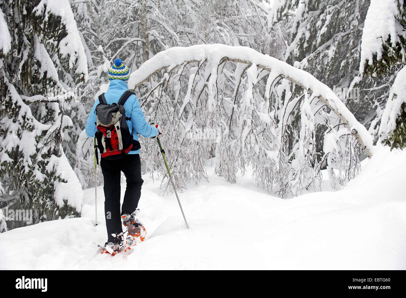 woman with snowshoeing in snowy forest, France, Savoie, Montvalezan Stock Photo
