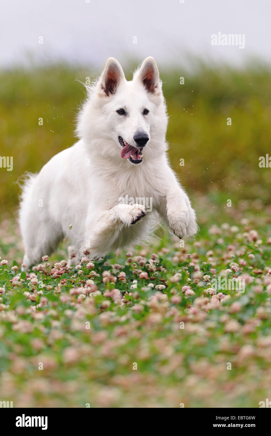 Berger Blanc Suisse (Canis lupus f. familiaris), jumping in a clover meadow, Germany Stock Photo