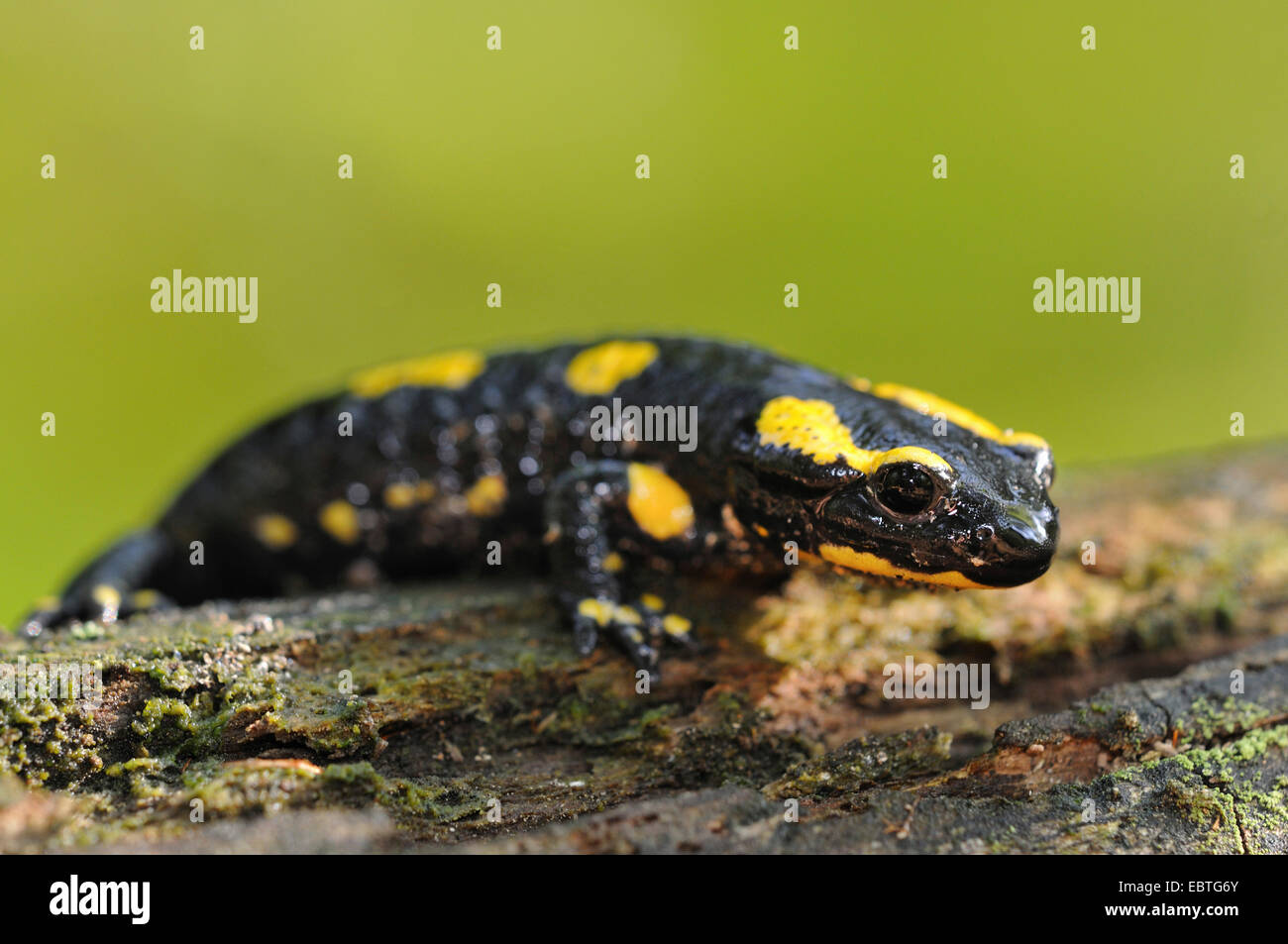 European fire salamander (Salamandra salamandra), creeping over dead wood, Germany, North Rhine-Westphalia Stock Photo