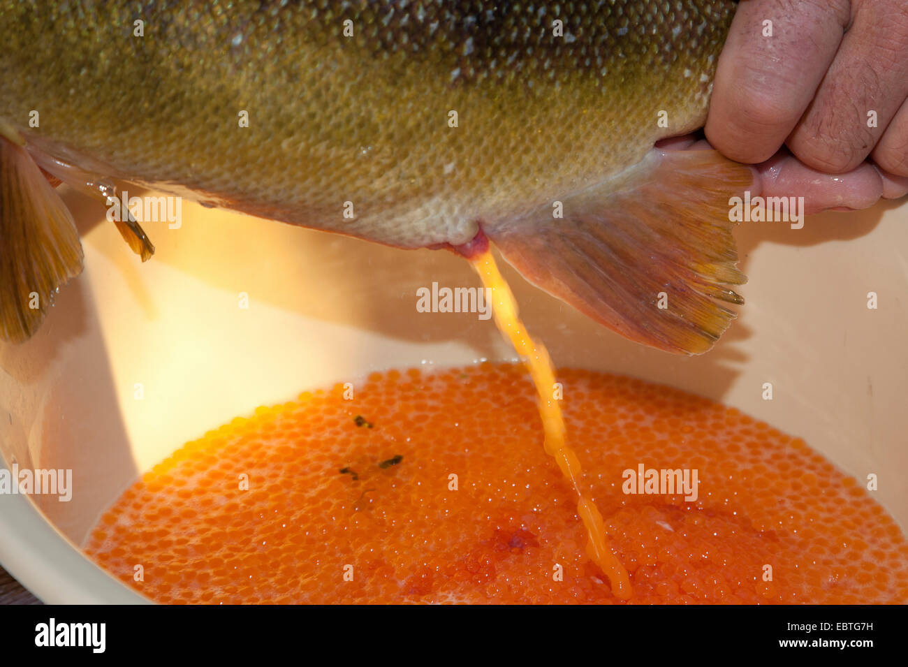 Marble trout (Salmo marmotatus), spawner at an artificial insemination Stock Photo