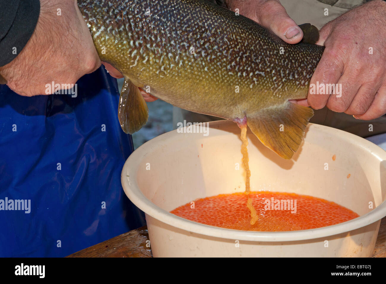 Marble trout (Salmo marmotatus), spawner at an artificial insemination Stock Photo