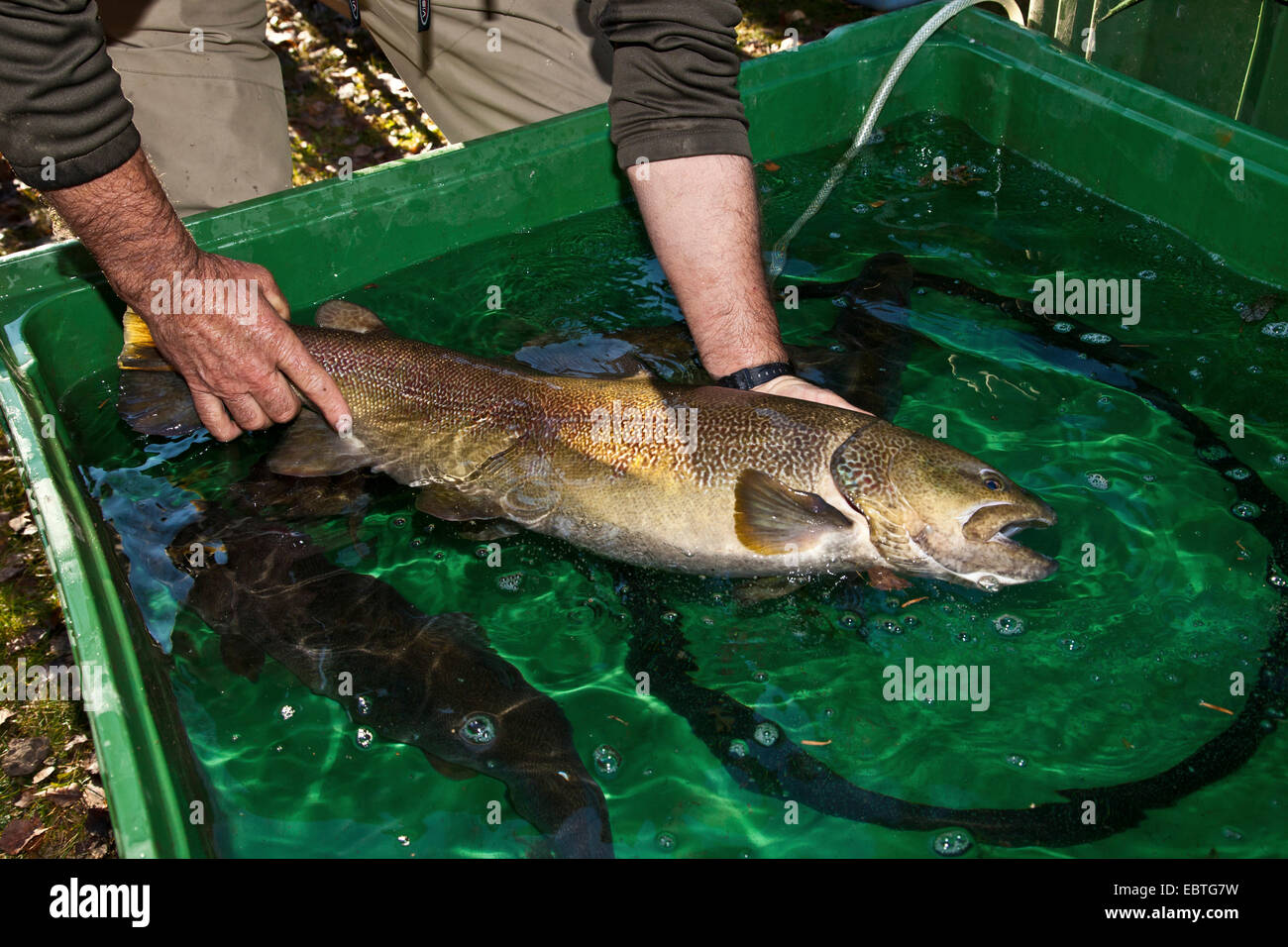 Marble trout (Salmo marmotatus), spawner in the hands of a staff member of a fish farm Stock Photo