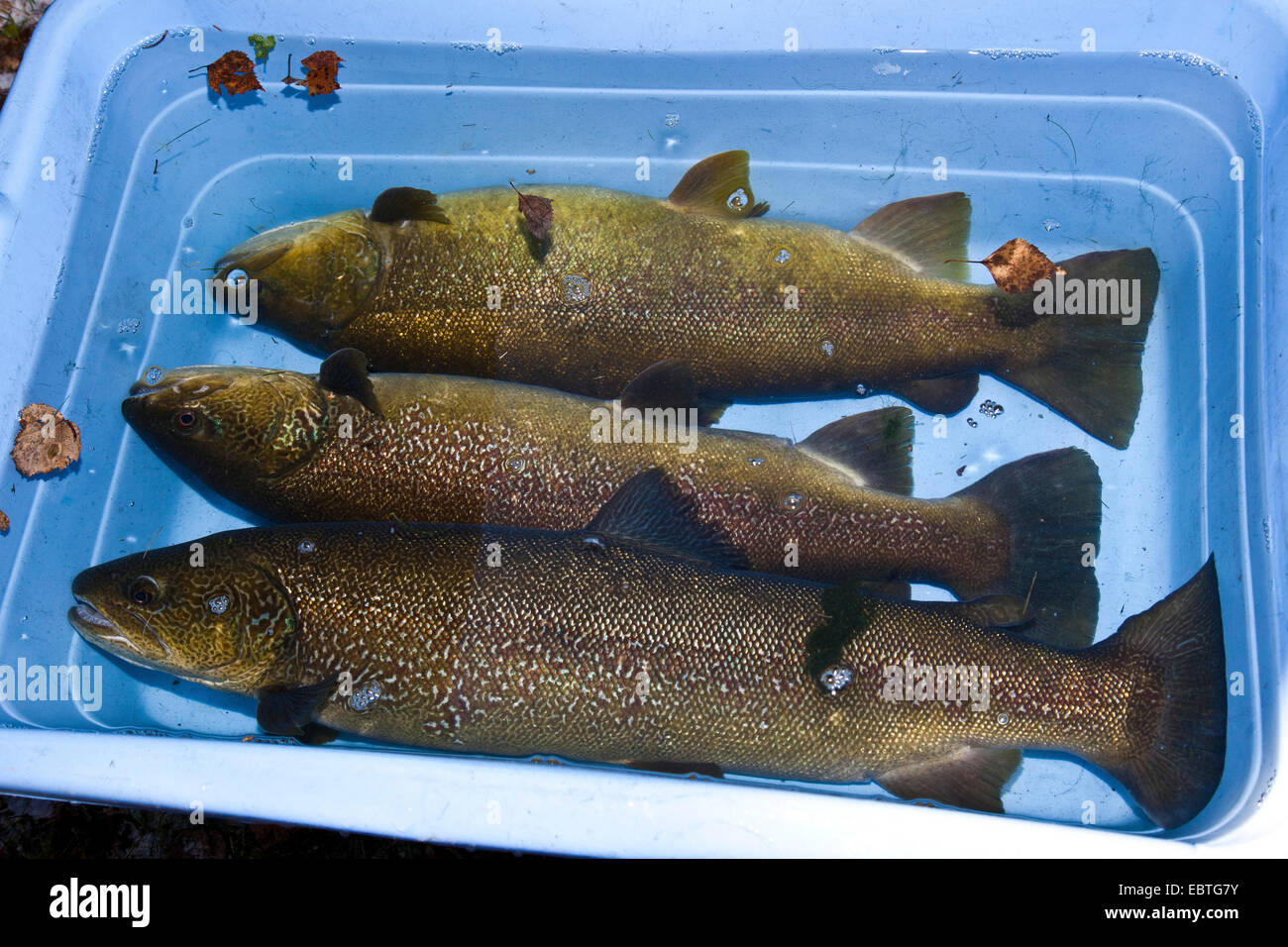 Marble trout (Salmo marmotatus), artificial insemination, spawner in a stupefactive bassin Stock Photo