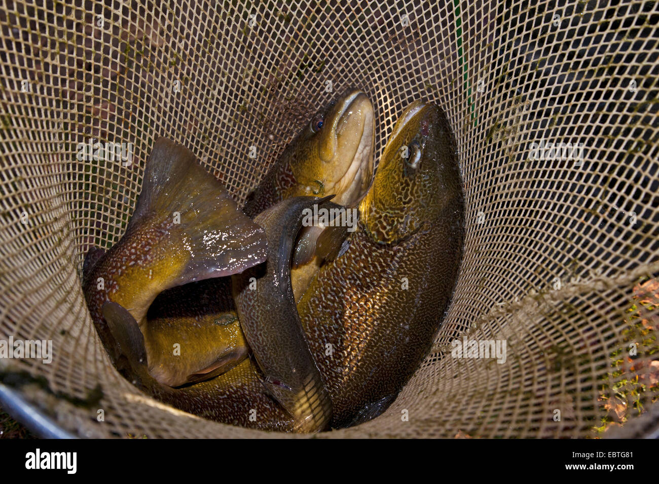 Spawners High Resolution Stock Photography and Images - Alamy