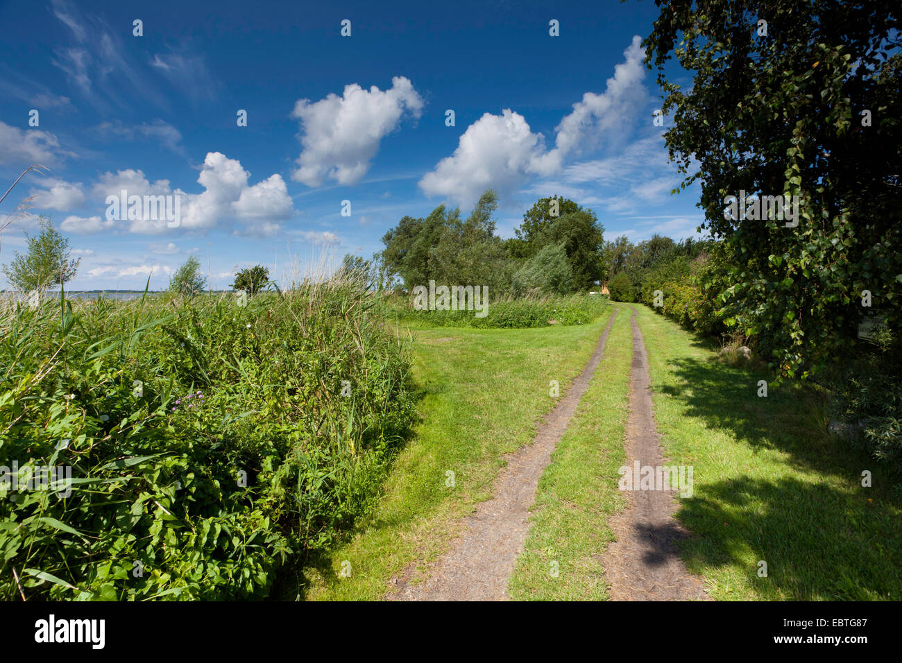 path through meadow landscape at the bodden, Germany, Mecklenburg-Western Pomerania, Wustrow Stock Photo