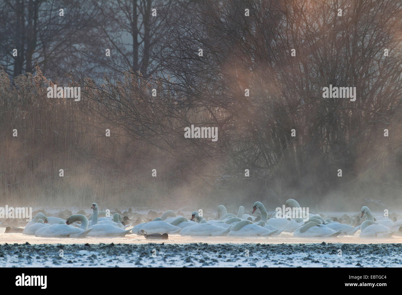 mute swan (Cygnus olor), in large number on a lake in the morning mist together with other water birds, Germany, Saxony, Oberlausitz Stock Photo