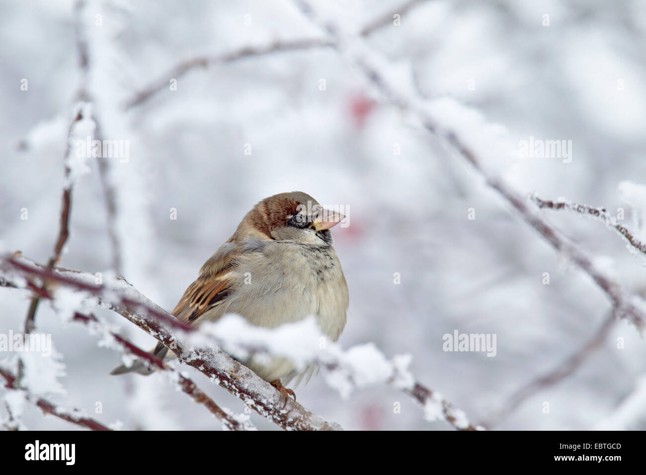 house sparrow (Passer domesticus), male sitting in the snow on a twig Stock Photo