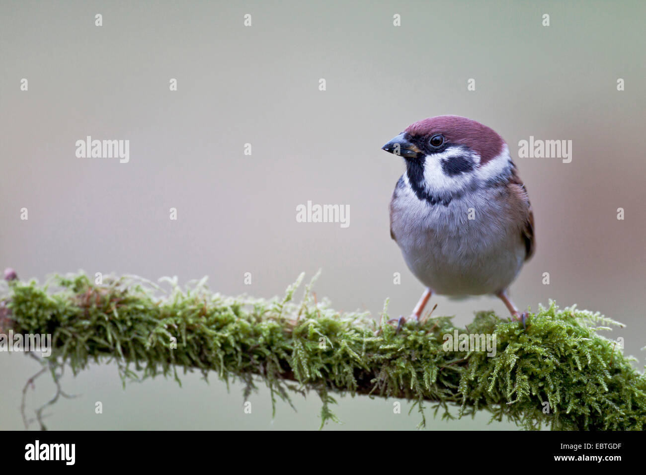 Eurasian tree sparrow (Passer montanus), sitting on a mossy dead branch, Germany, Schleswig-Holstein Stock Photo