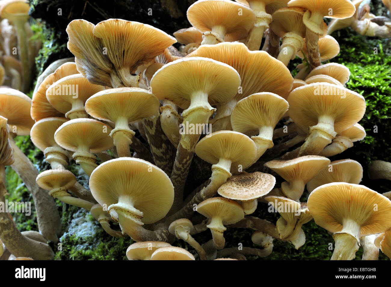 honey fungus (Armillaria mellea), mushrooms on a dead birch, Germany, North Rhine-Westphalia Stock Photo
