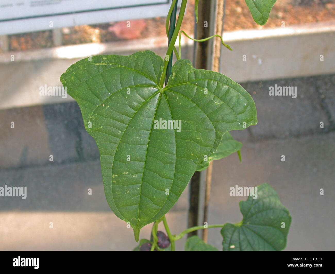 yams (Dioscorea sanzibarensis), leaf Stock Photo