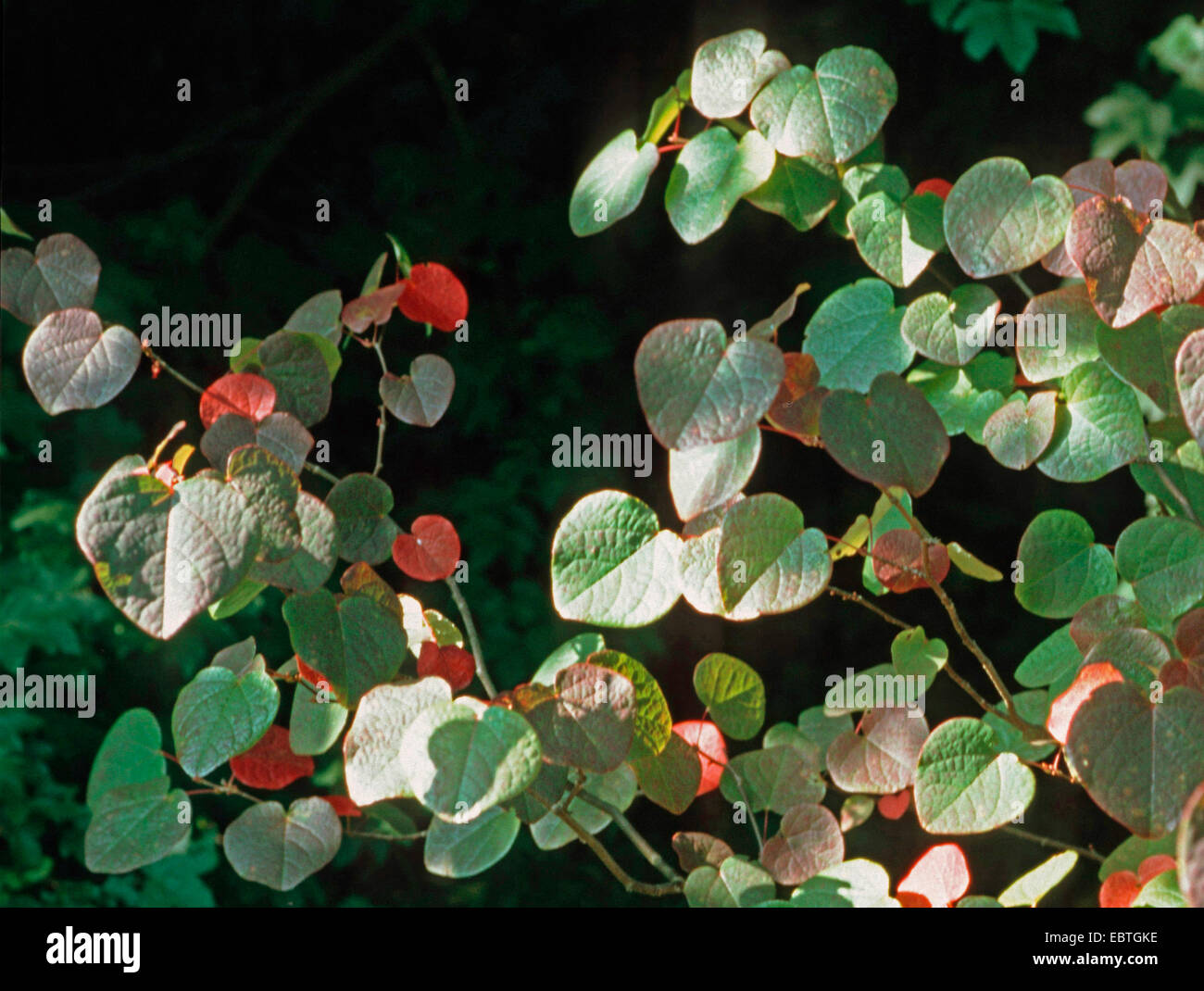 Disanthus (Disanthus cercidifolius), in autumn Stock Photo