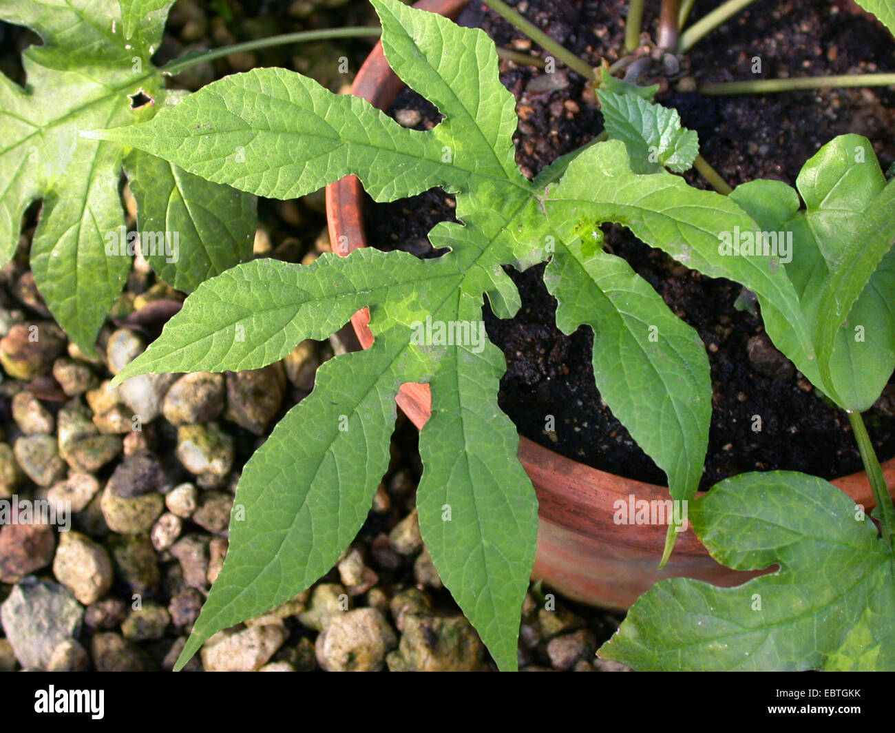 Dorstenia argentata (Dorstenia argentata), leaf Stock Photo
