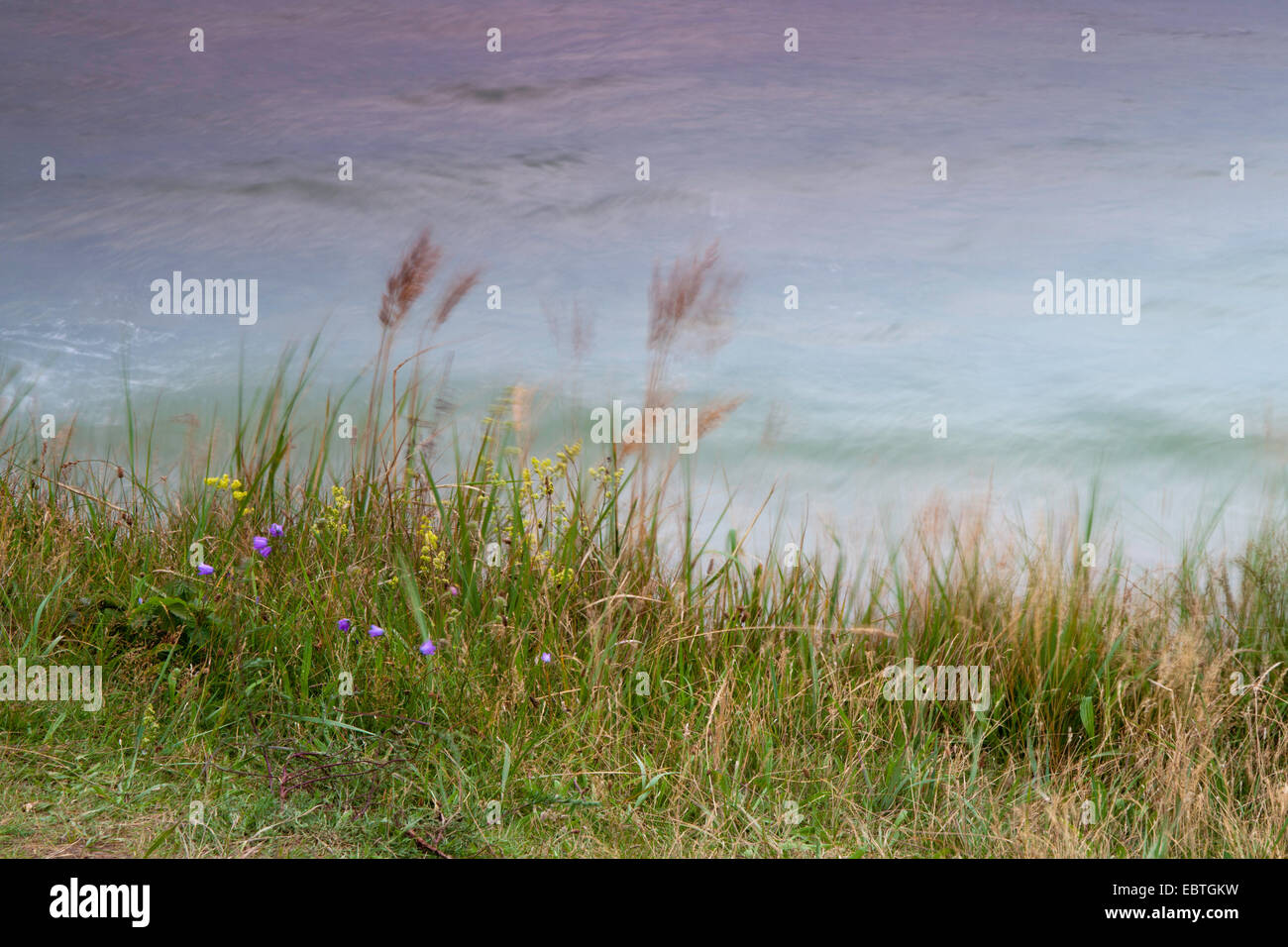grasses blowing in the wind, Baltic Sea in background, Germany, Mecklenburg-Western Pomerania, Wustrow Stock Photo