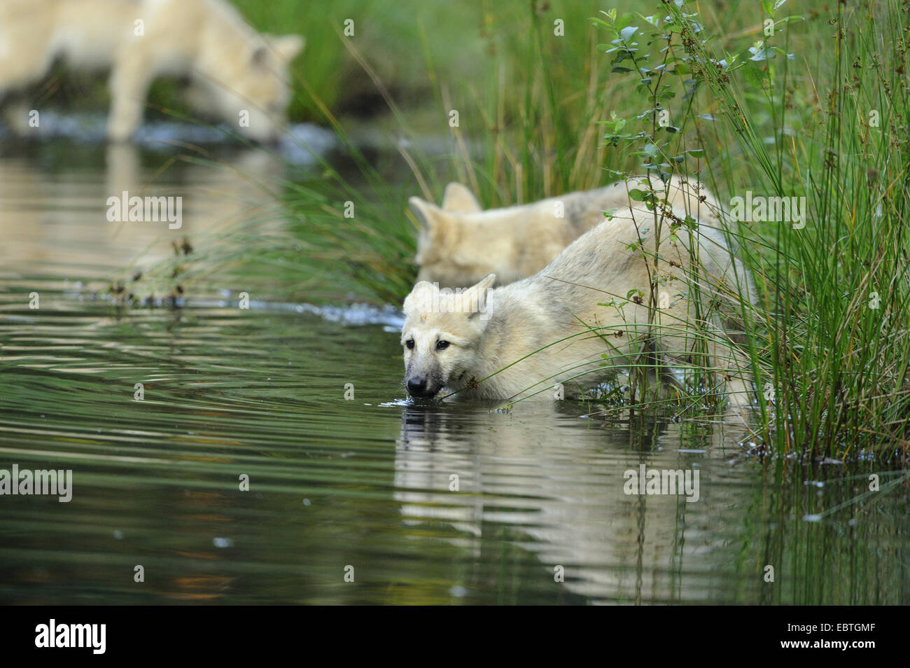 Wolf cub hotsell reserve watch