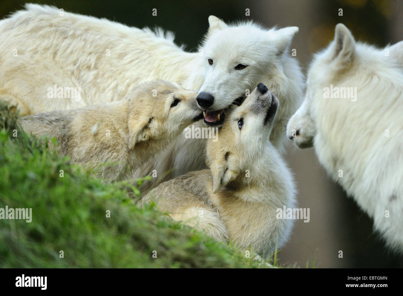 Wolf family hi-res stock photography and images - Alamy