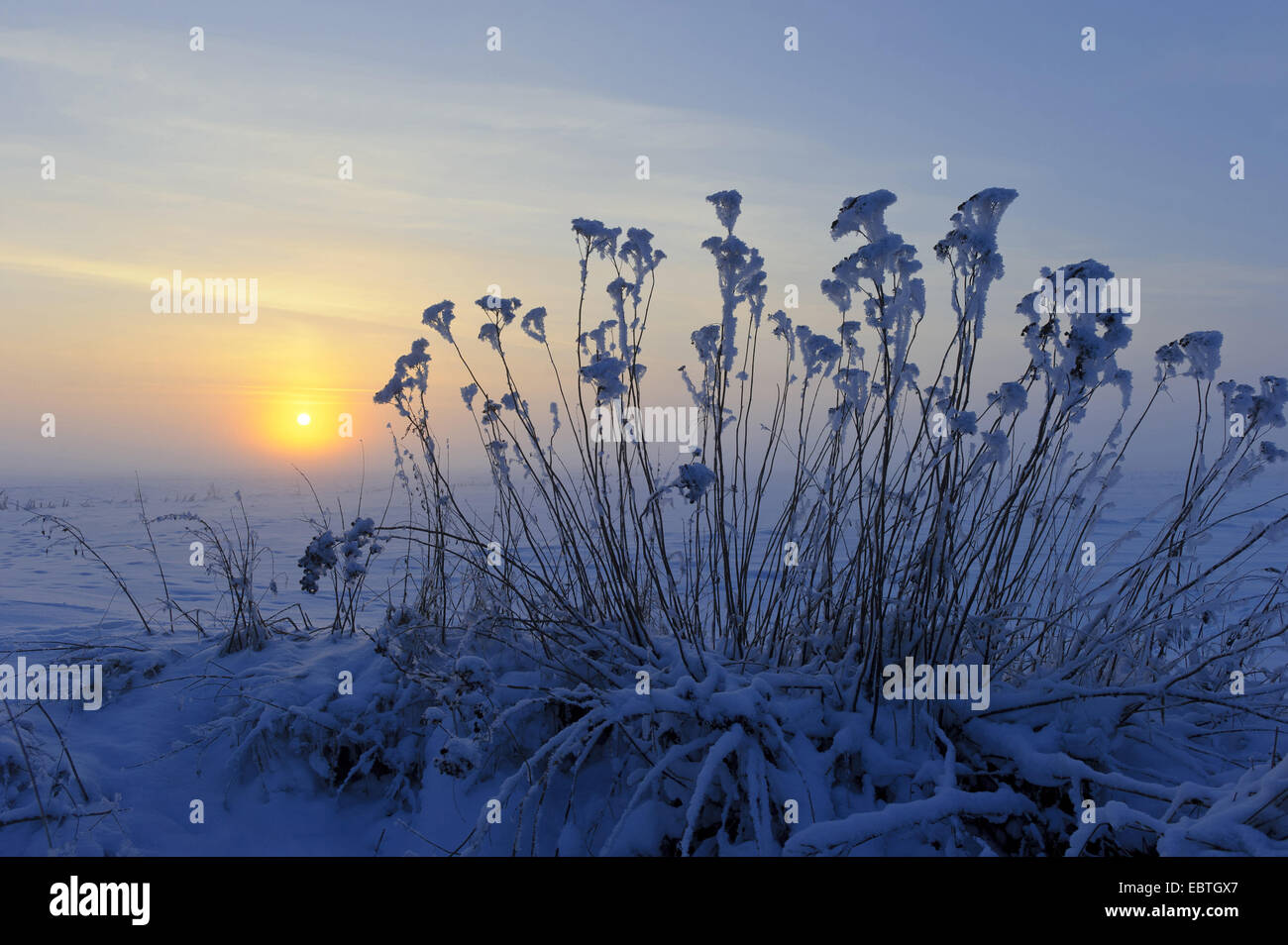 sunset at the edge of the snow-covered moor, Germany, Lower Saxony, Boller Moor, Vechta Stock Photo