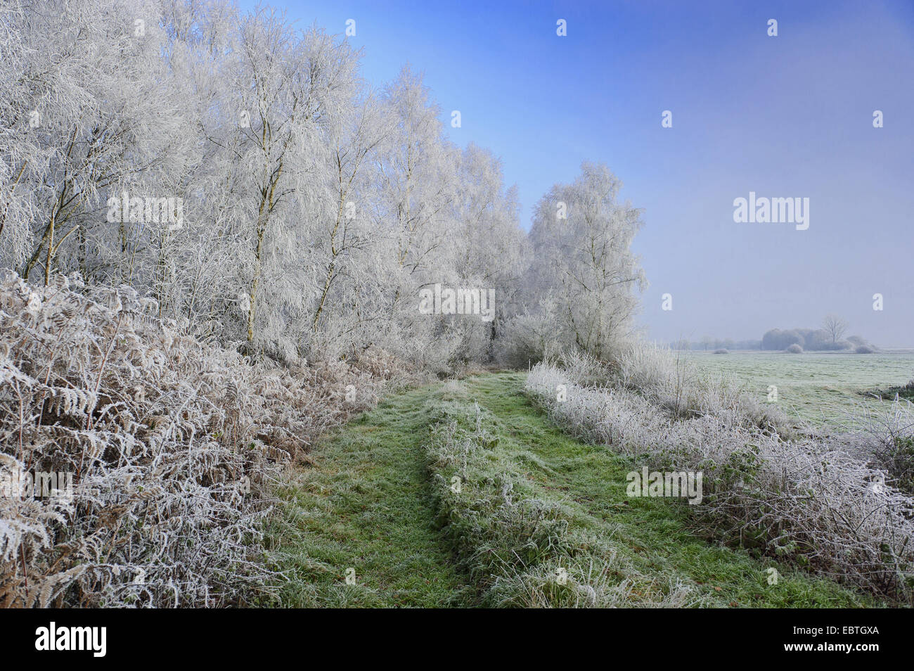 moor landscape in winter, Germany, Lower Saxony, Goldenstedter Moor Stock Photo