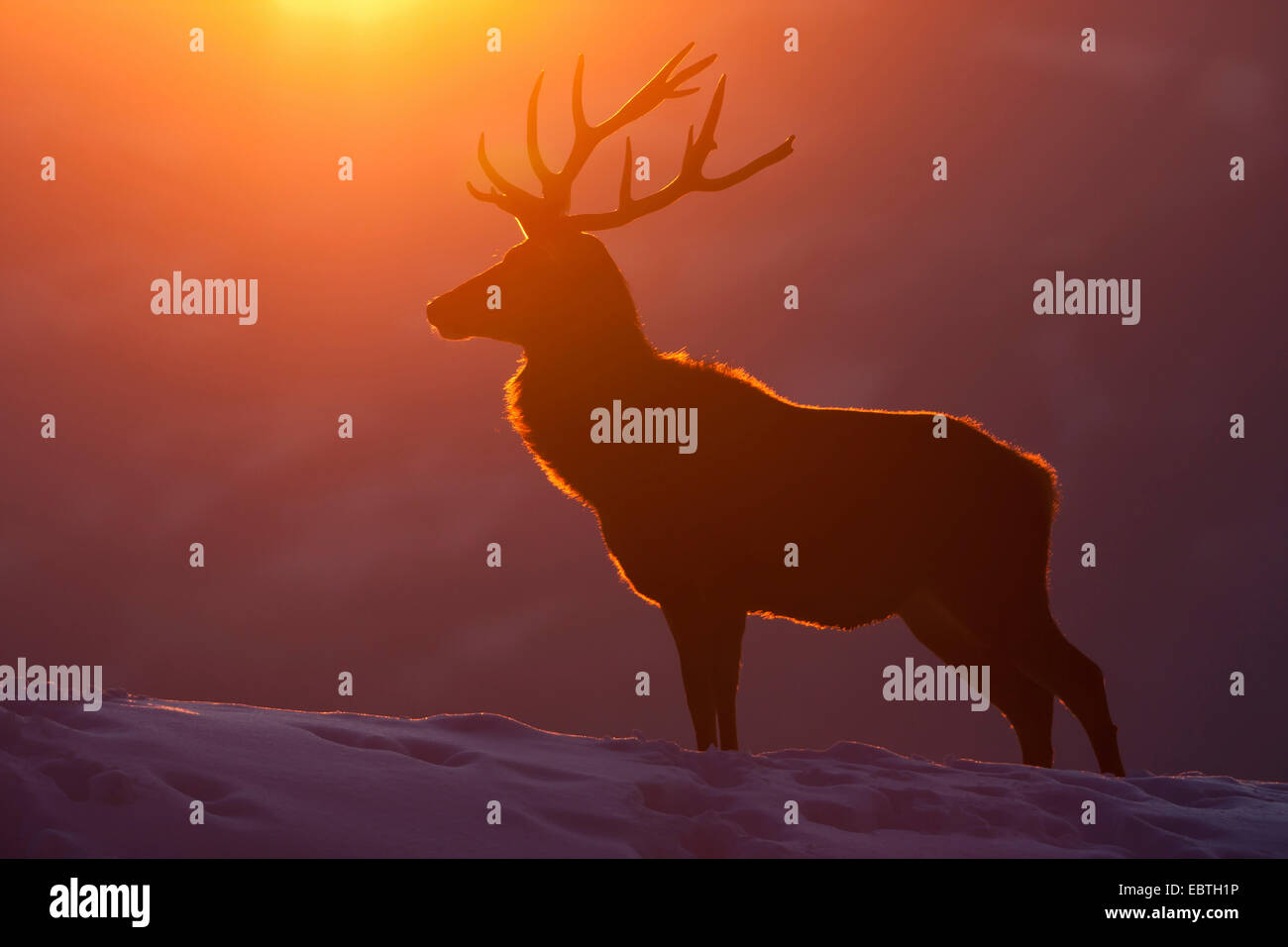 red deer (Cervus elaphus), silhouette of a bull in front of winterly sunset, Austria, Vorarlberg Stock Photo
