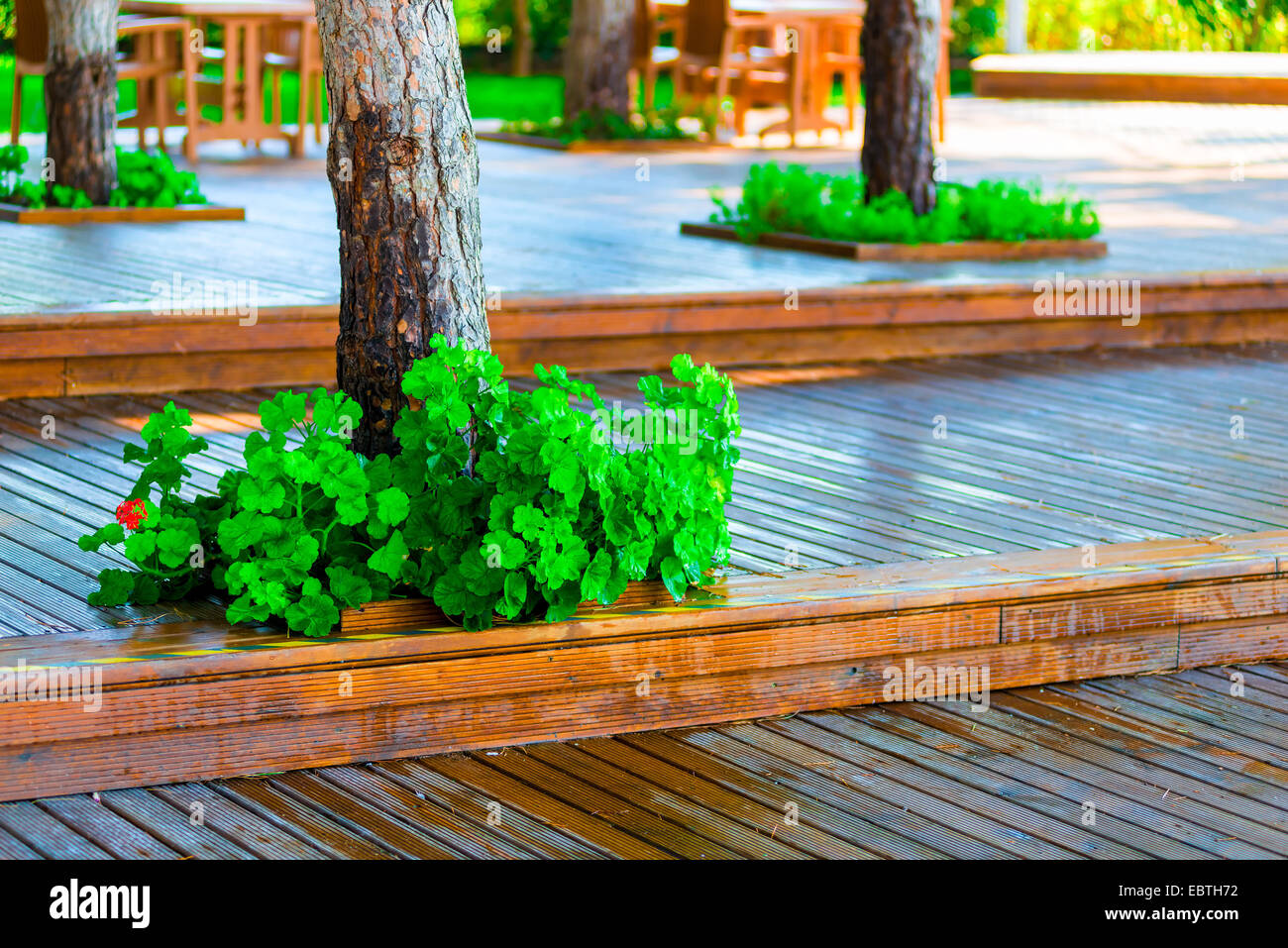 wooden flooring in the park and well maintained trees Stock Photo