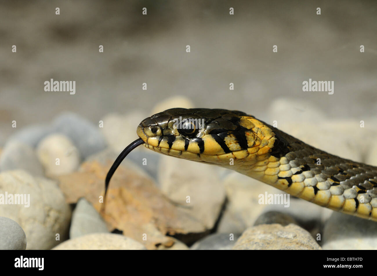 Balkan grass snake (Natrix natrix persa), flicking, Germany Stock Photo