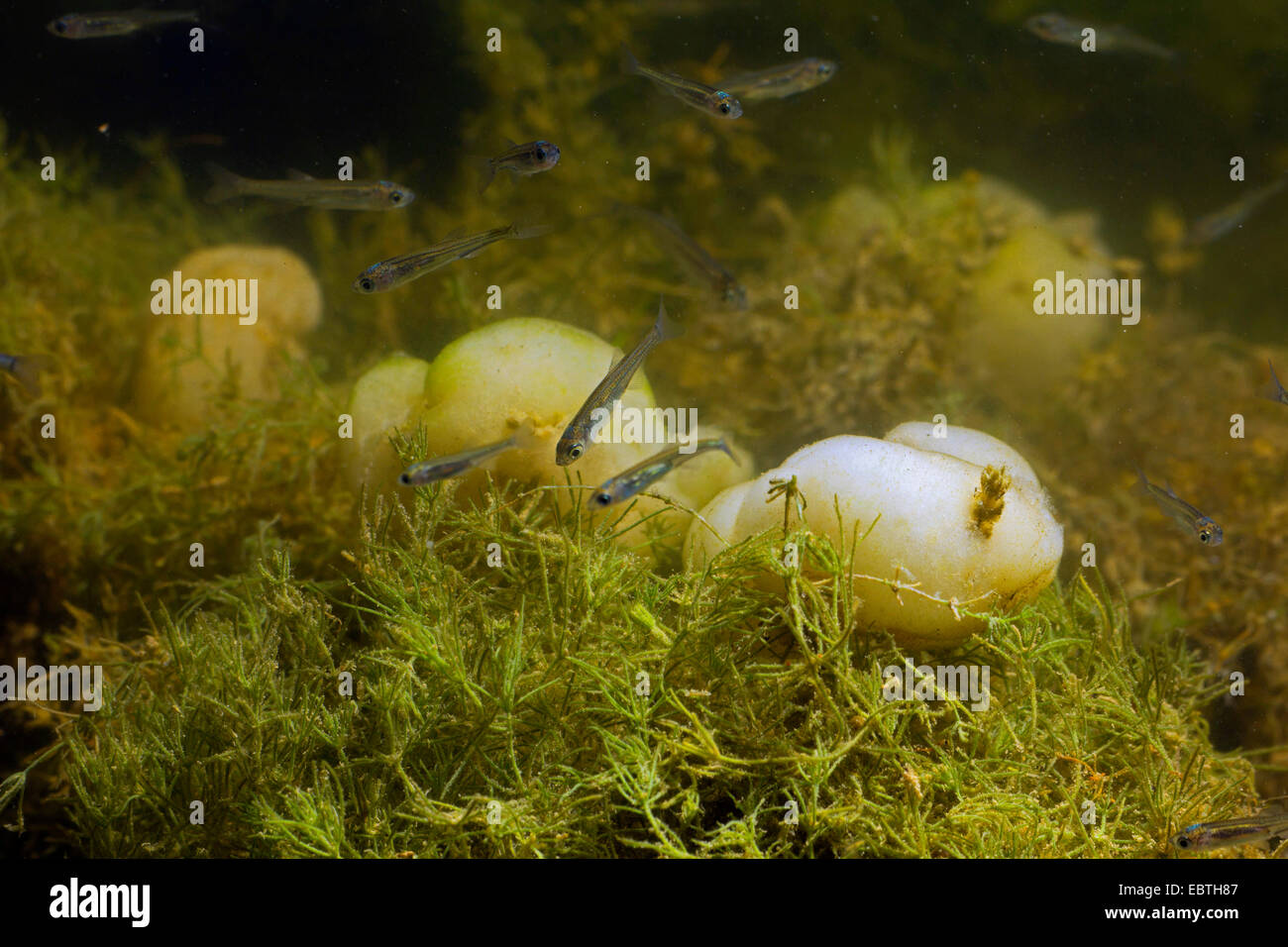 bleak (Alburnus alburnus), juveniles over Characeae, Germany, Bavaria, Lake Chiemsee Stock Photo