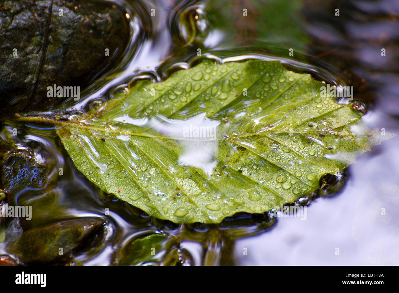 common beech (Fagus sylvatica), beech leaf covered with drops on a water surface, Germany, Saxony, Vogtland, Triebtal Stock Photo
