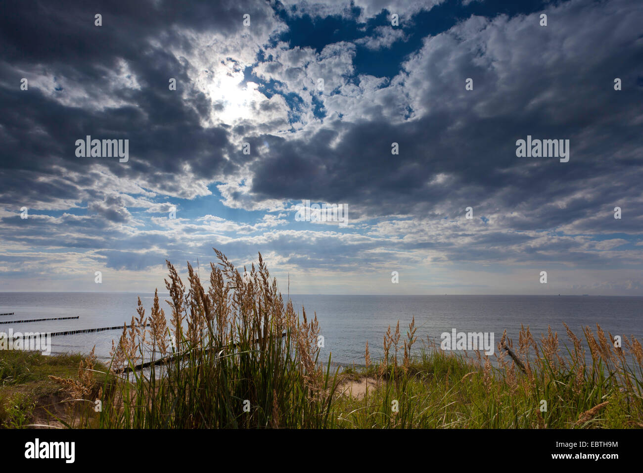 view from the reed-grown shore at the bodden, Germany, Mecklenburg-Western Pomerania, Fischland, Wustrow Stock Photo