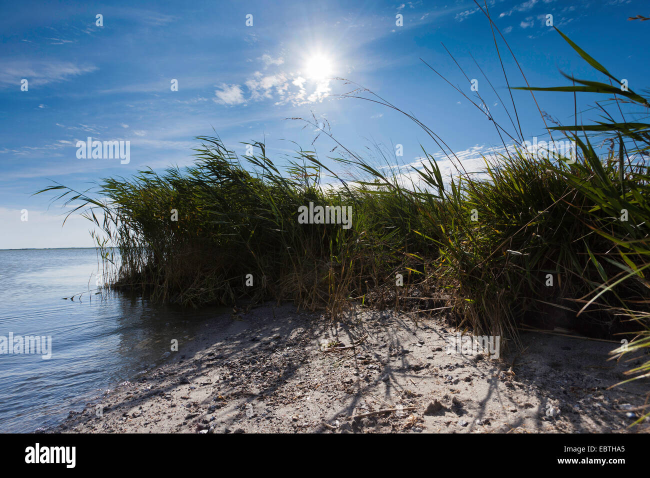 view from the reed-grown sandy shore at the bodden, Germany, Mecklenburg-Western Pomerania, Fischland, Wustrow Stock Photo