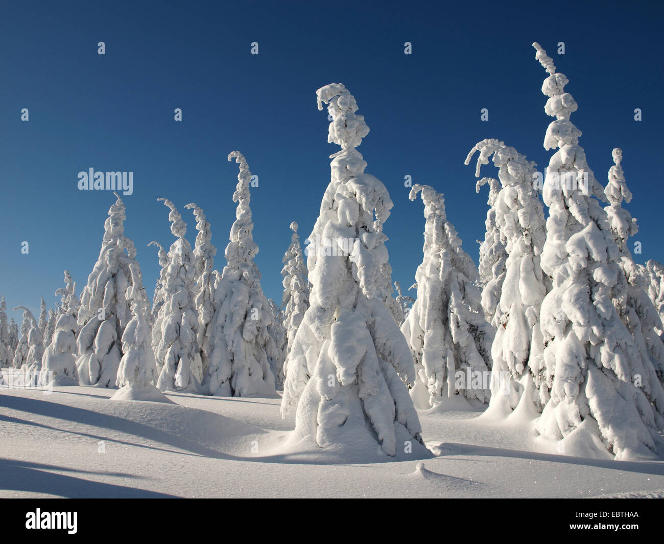 snow covered coniferous trees, Czech Republic, Riesengebirge, Spindlermuehle Stock Photo